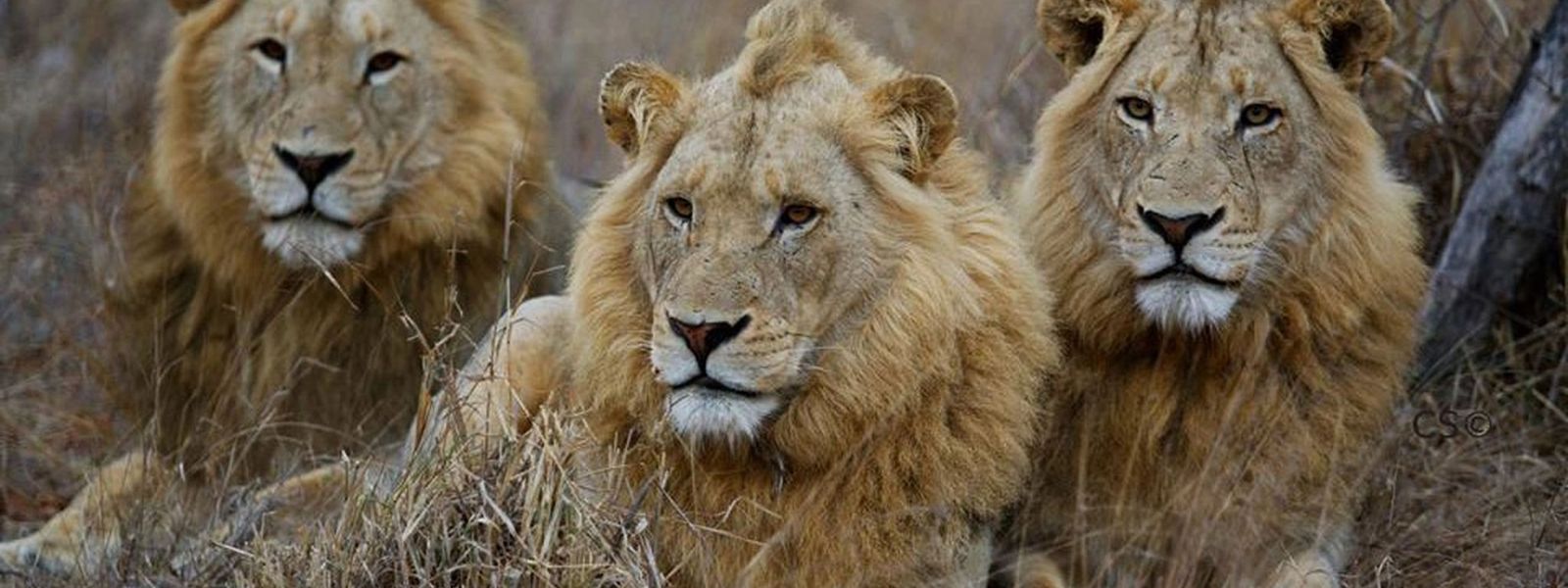 Einzigartige Tierwelt im Timbavati Reservat