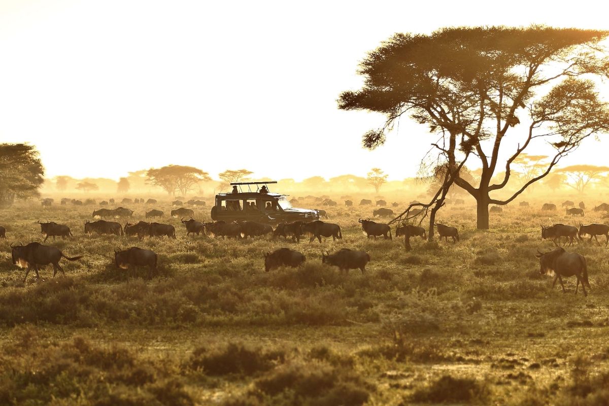 Die beste Reisezeit für die Serengeti