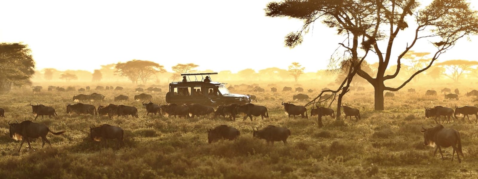 Die beste Reisezeit für die Serengeti