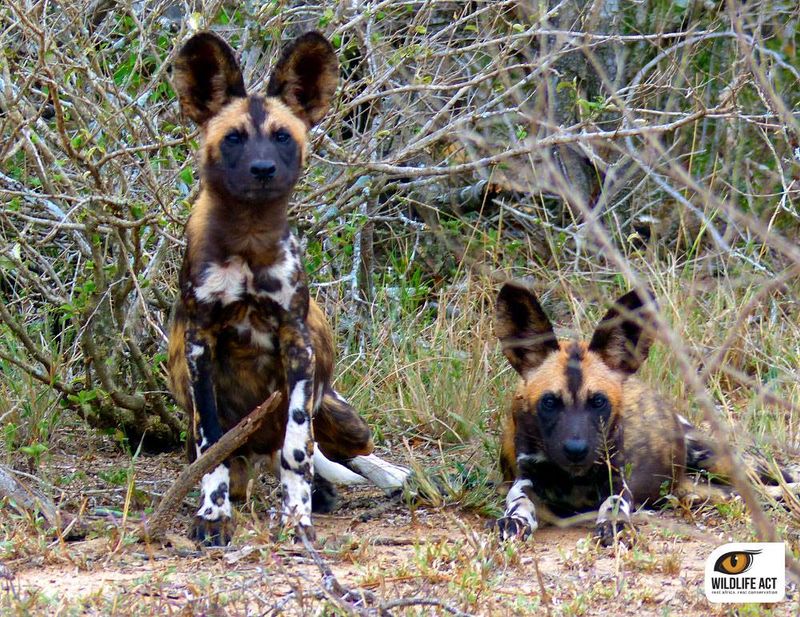 Attentive African Wild dogs