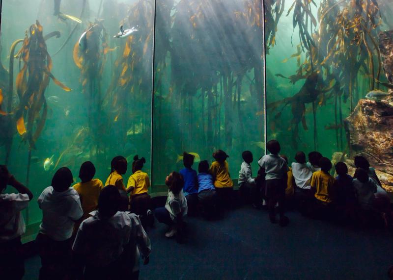 Khumbulani children captivated by the water world of Two Oceans Aquarium