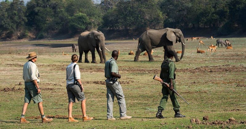 Você não pode ir ao Parque Nacional South Luangwa sem fazer um safári a pé