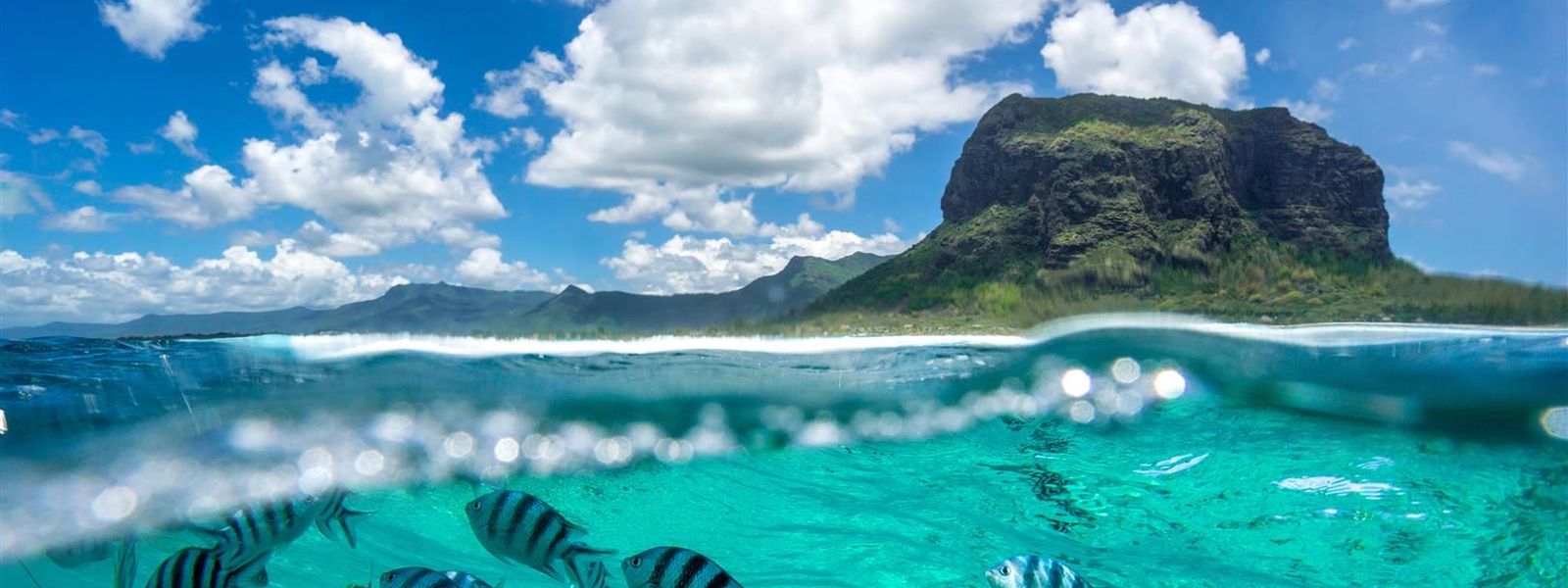 La faune de l'île Maurice
