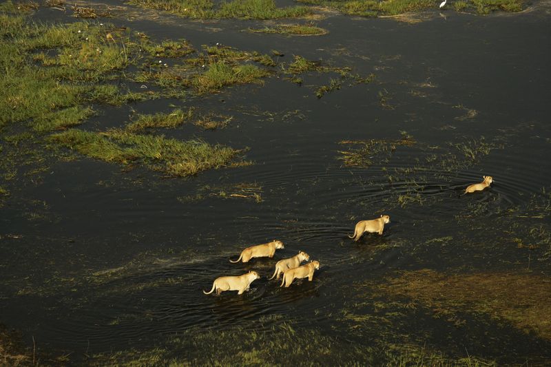 duba-plains-wildlife-lions-01