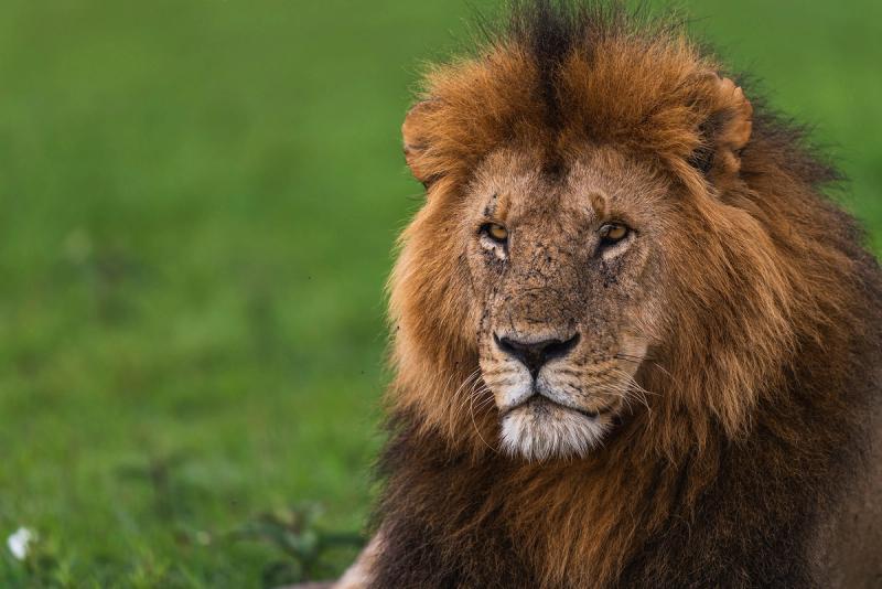 Male lion in the Maasai Mara