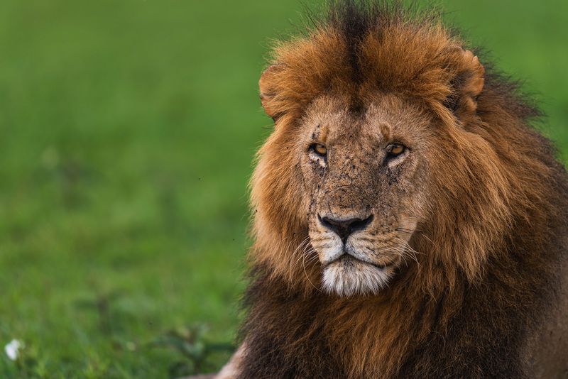 Male lion in the Maasai Mara