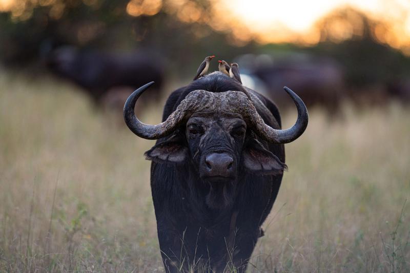 Buffalo in Kruger National Park