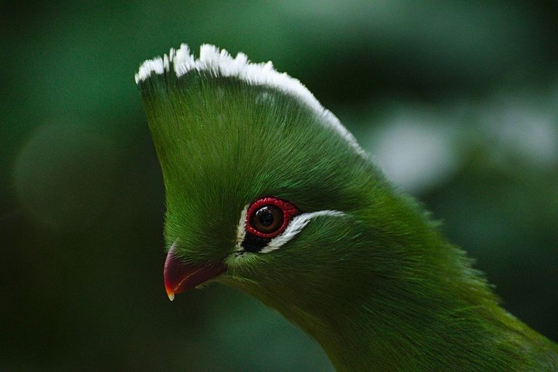 Tauraco persa em Birds of Eden, Plettenberg Bay