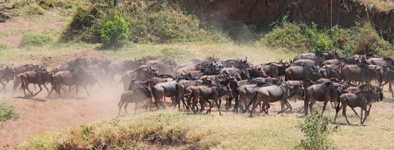 The Masai Mara