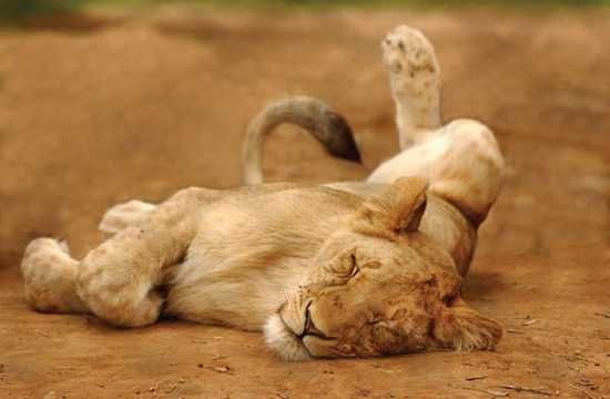 Lion at Shamwari Game Reserve