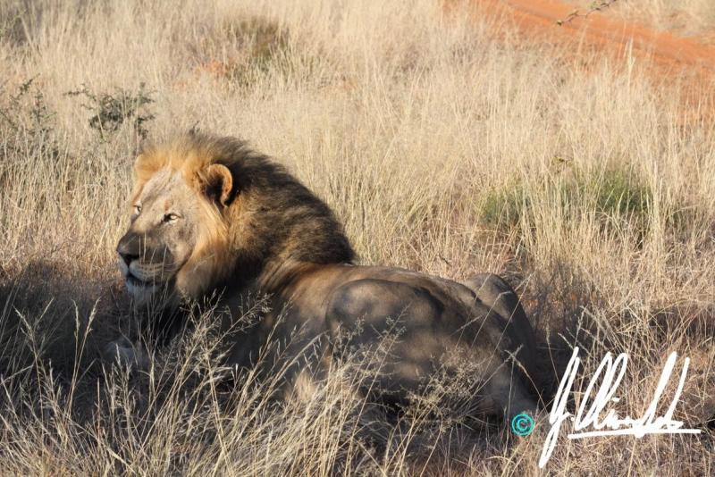 Male lion lying down in the Kalahari