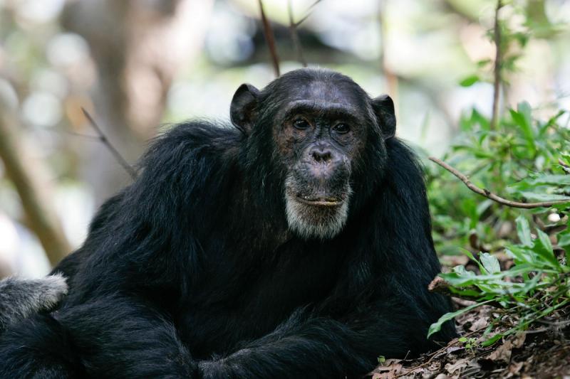 An older chimpanzee rests on the forest floor at Gombe Stream National Park, gazing toward the camera.
