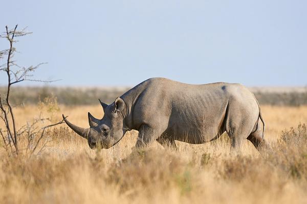 Rhinos Saving Rhinos Fundraising Competition