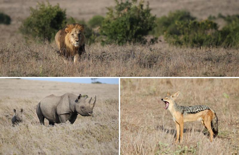 Collage of Kenyan wildlife featuring a male lion in grassland, a rhino with a calf, and a side-striped jackal.