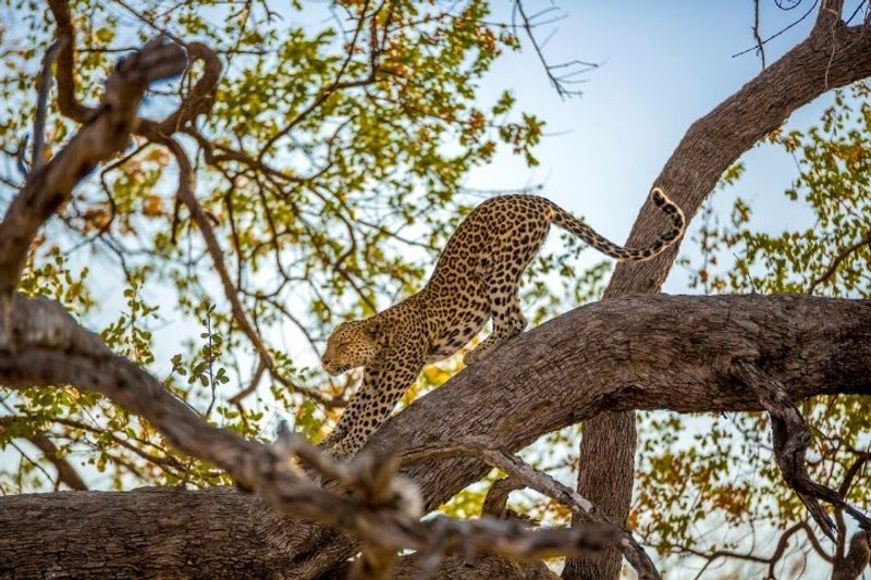 El leopardo, habitual de las copas de los árboles. 