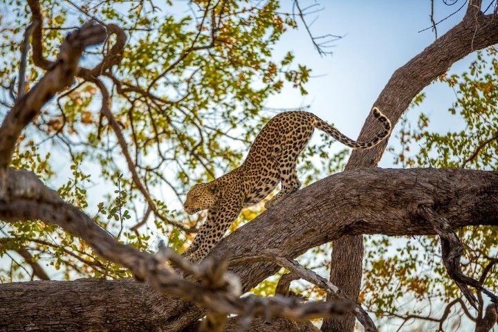 El leopardo, habitual de las copas de los árboles.
