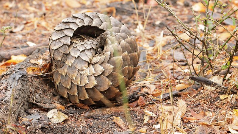 A pangolin curls into a tight defensive ball on the forest floor during a Gorongosa safari