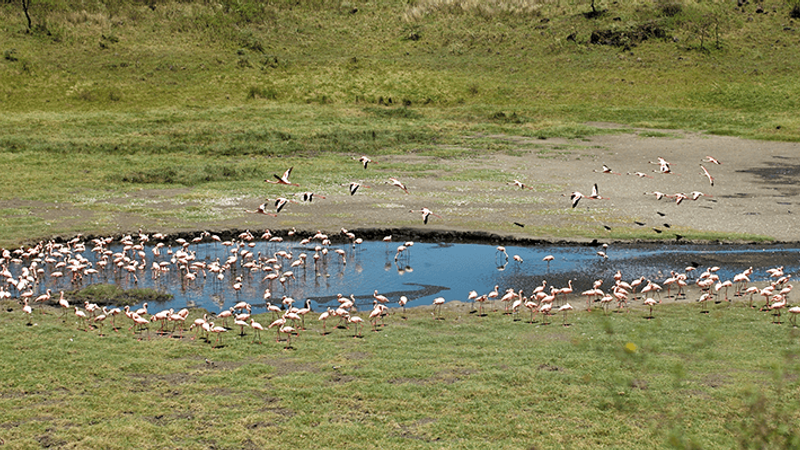 Flamingos, Parque Nacional Arusha