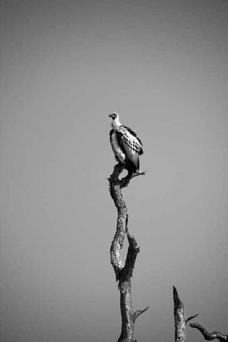 Vulture looks on
