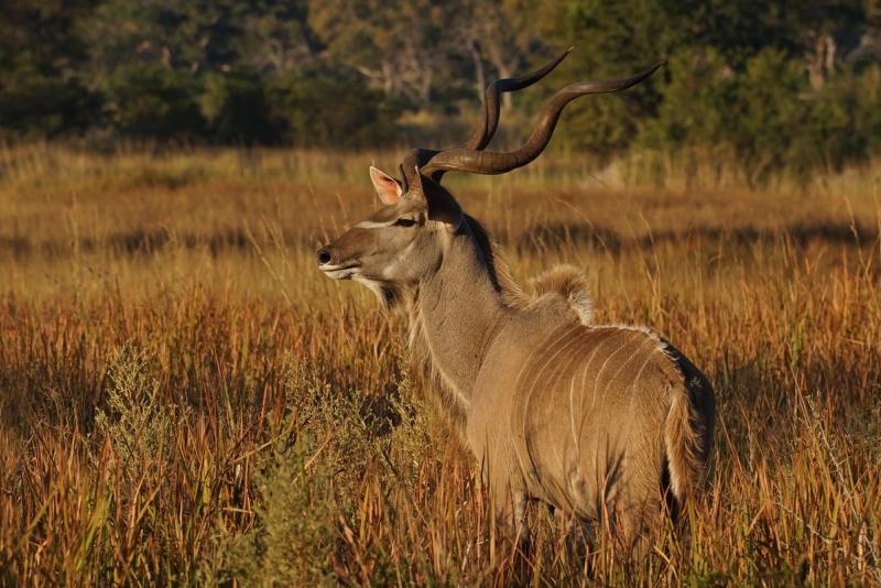kudu in long grass