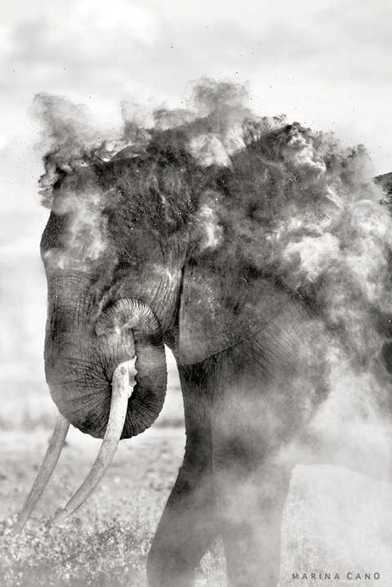 By Marina Cano