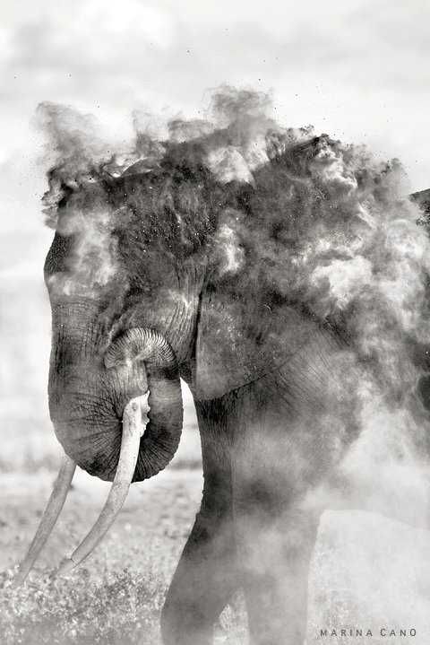 By Marina Cano