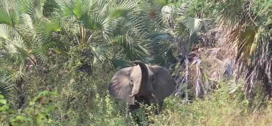 Gorongosa vs Africa's Safari Classics: Which Is Right for You?