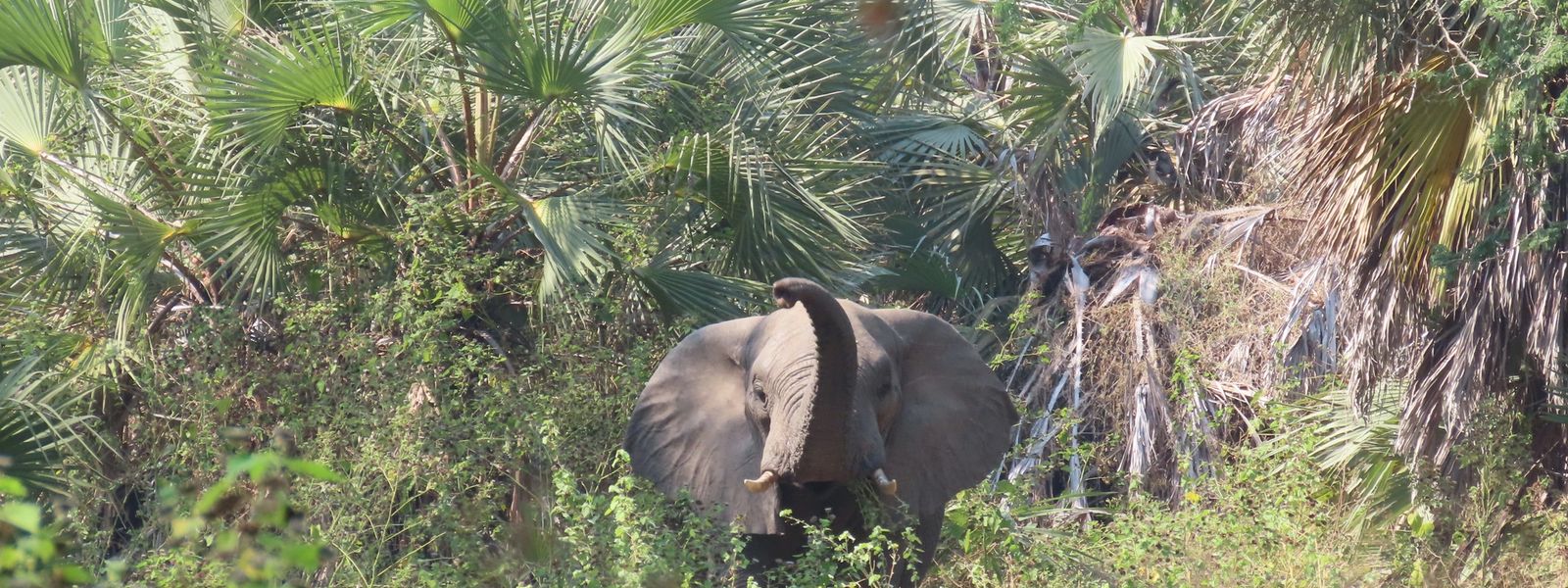 My Gorongosa National Park Safari