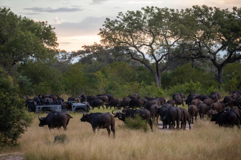 Büffelherde nahe der Silvan Safari Lodge