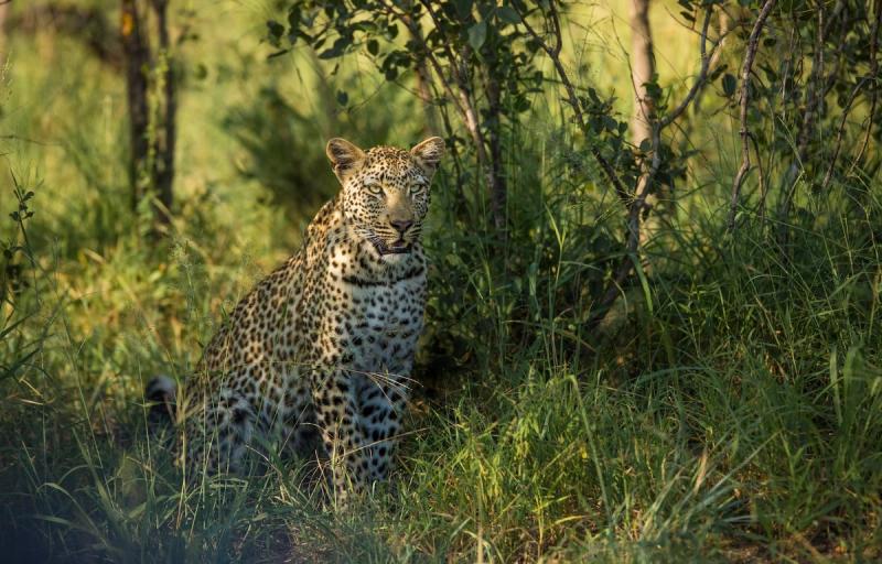 Beautiful leopard at Silvan Safari