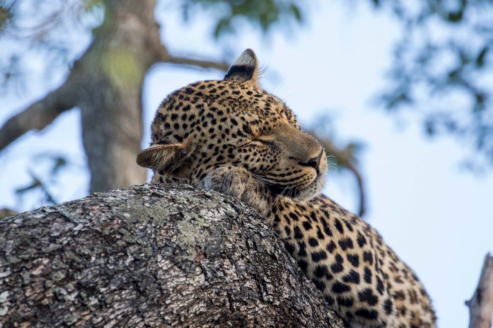 Safari à Sabi Sand - Épisode 1 : Mes 15 plus beaux portraits d'animaux