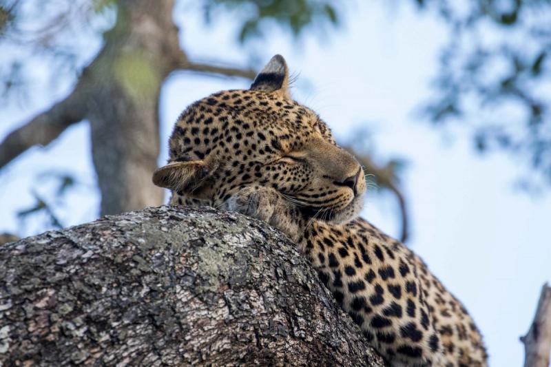 Léopard sur sa branche, dans le parc Kruger en Afrique du Sud.