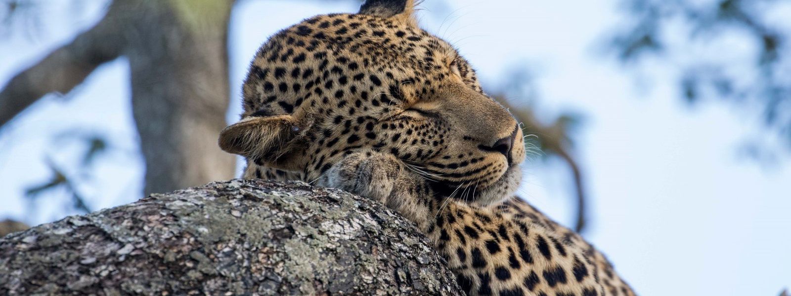 Safari à Sabi Sand - Épisode 1 : Mes 15 plus beaux portraits d'animaux