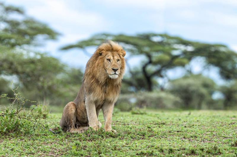 Male lion in the Ndutu area of Tanzania