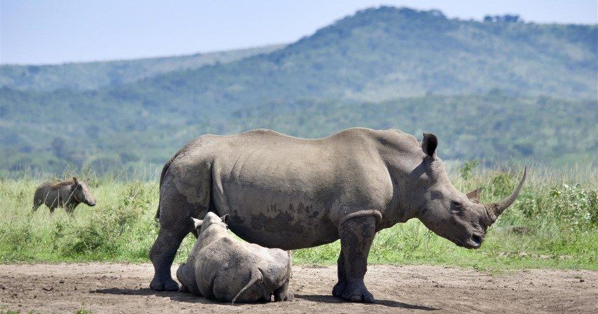 Auf Safari in KwaZulu-Natal