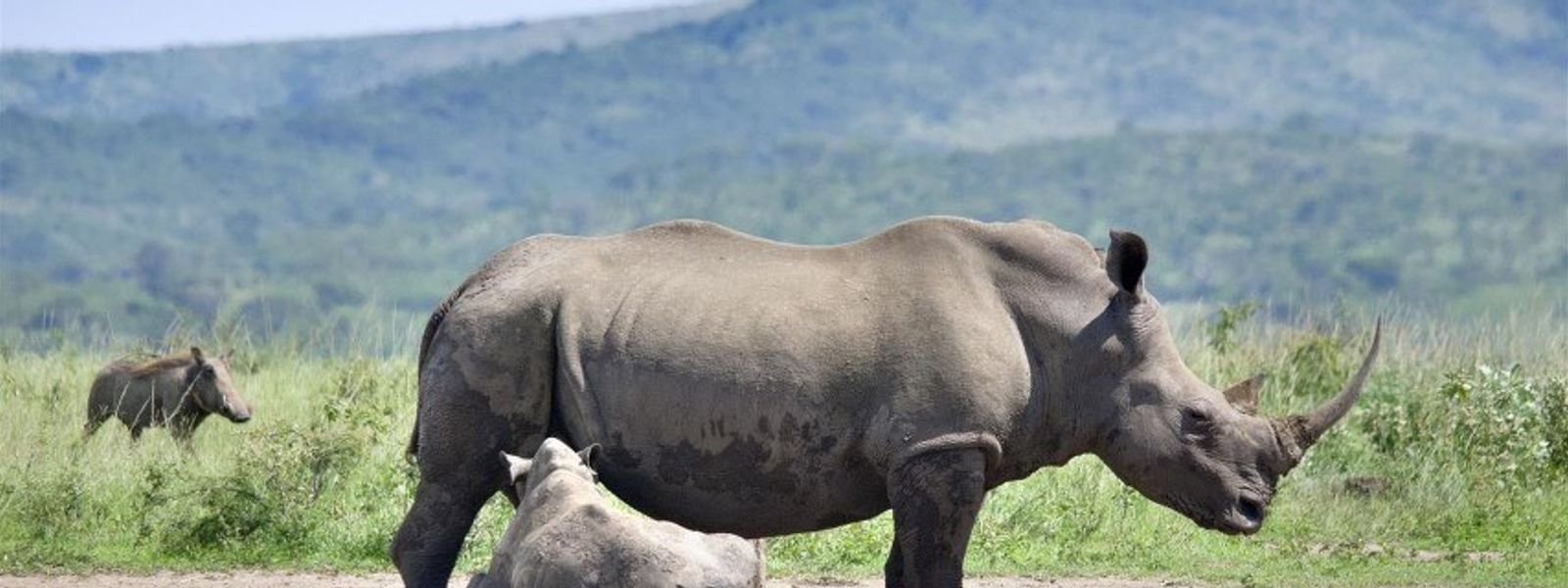 Auf Safari in KwaZulu-Natal