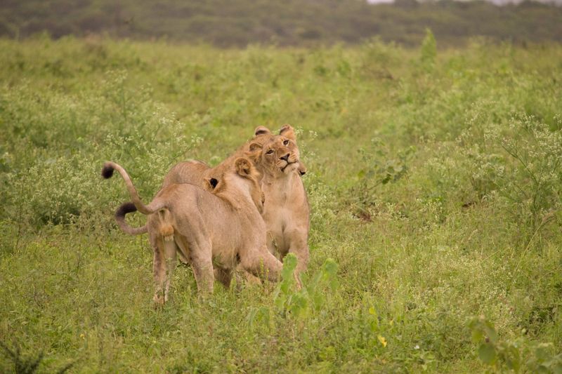 Playful lions at Thanda Safari in KZN South Africa