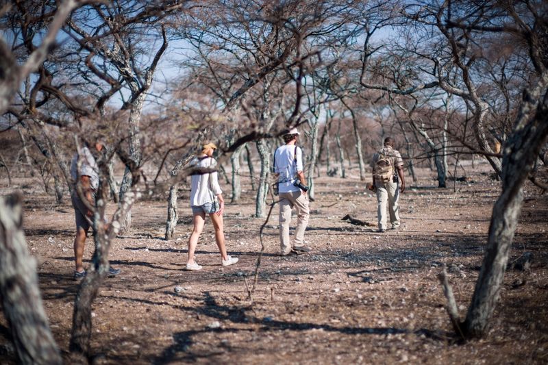 Eine Buschwanderung durch den Mopane-Wald im Etosha Nationalpark