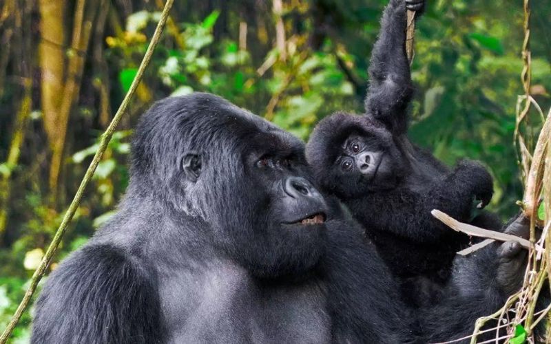 Gorilla-Trekking können Sie nur in Afrika erleben