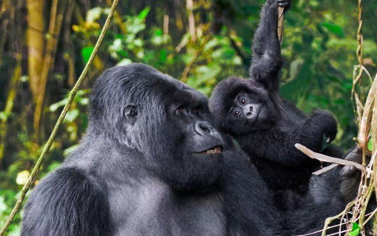 Gorilla-Trekking können Sie nur in Afrika erleben