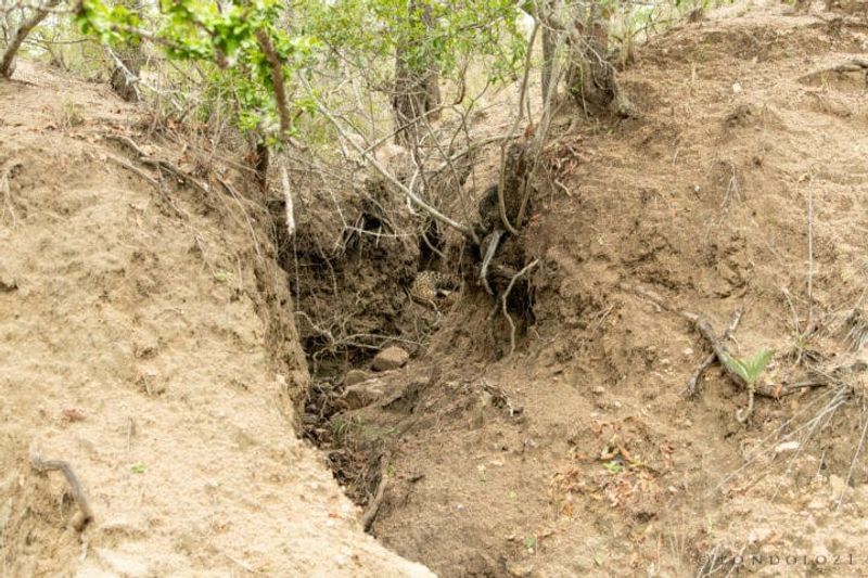 Leopardenmutter mit Nachwuchs versteckt sich in einem ausgetrockneten Flussbett