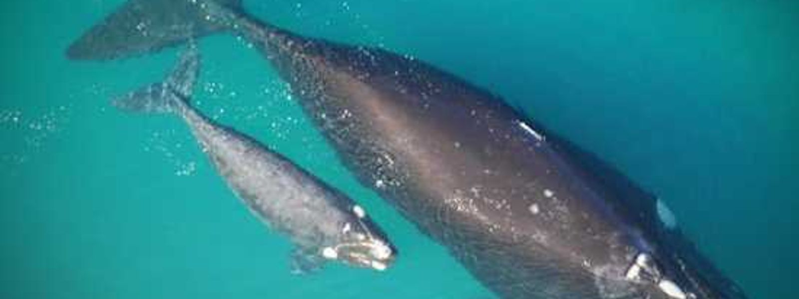 A German, a Boat and Some Whales