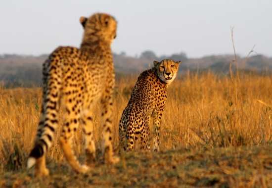 Phinda is famous for their abundance and quality of cheetah sightings