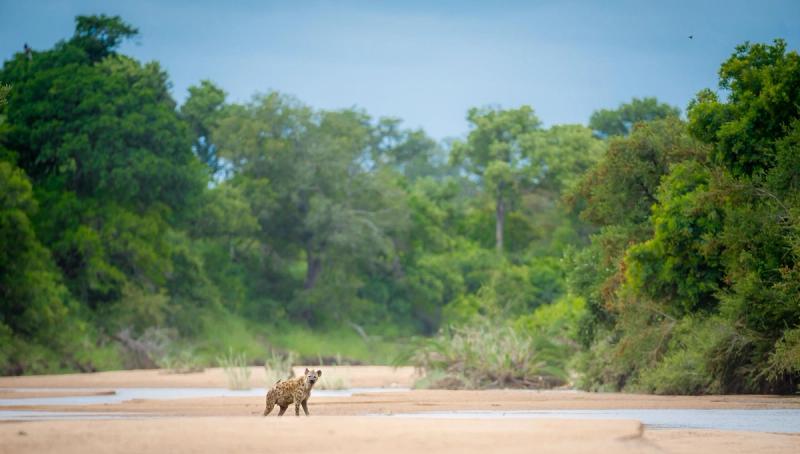 A spotted hyena stands alone on a sandy riverbed surrounded by lush green vegetation.