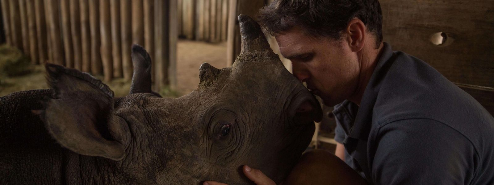 Wildlife ACT | Na luta pela conservação da vida selvagem africana