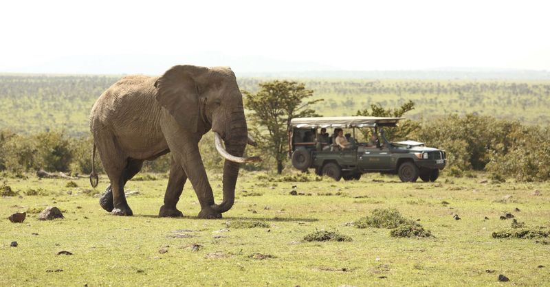 Elephant seen on a game drive at Encounter Mara, Maasai Mara