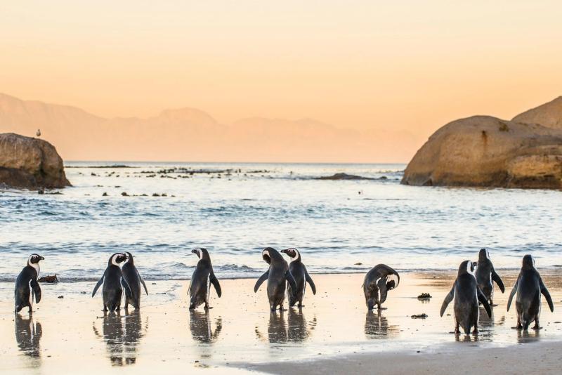 Penguins waddle along Boulder's Beach in Cape Town
