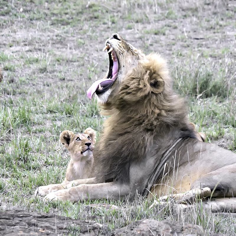 Lion rugissant dans la savane avec son lionceau à côté