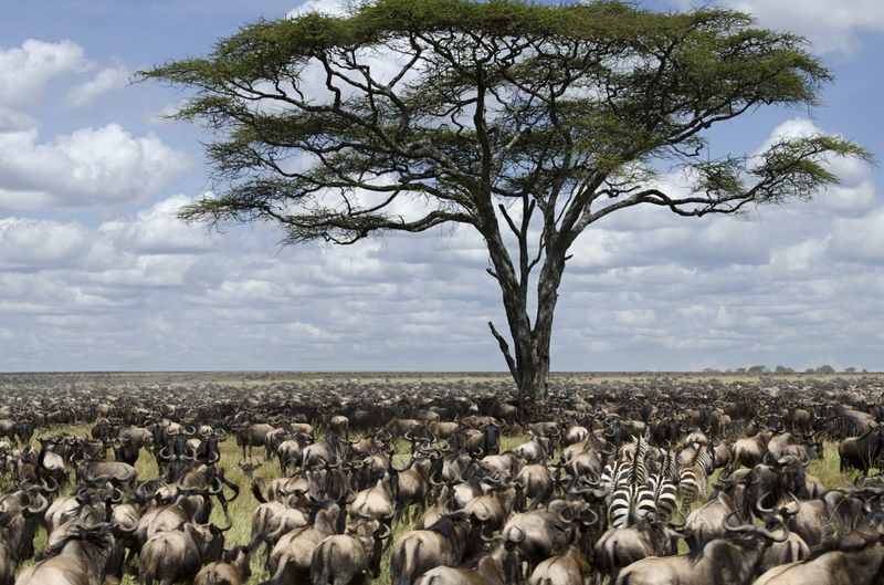 Great Migration Animals on Plains