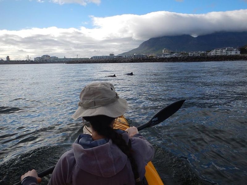 Kayaking with dolphins in Cape Town 
